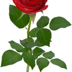 roza-1
