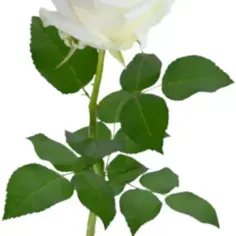 roza-2
